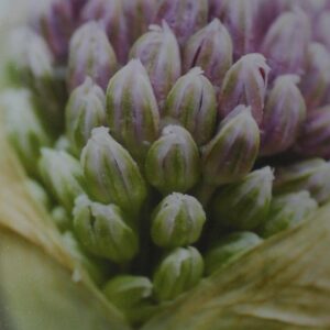 offene Knospen